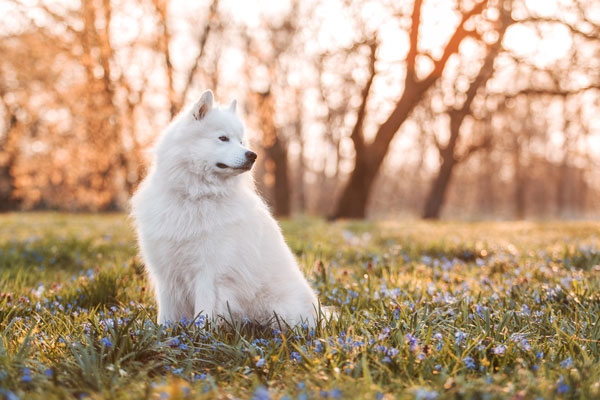 Samojede in blauen Blumen im Sonnenuntergang, Magdeburg